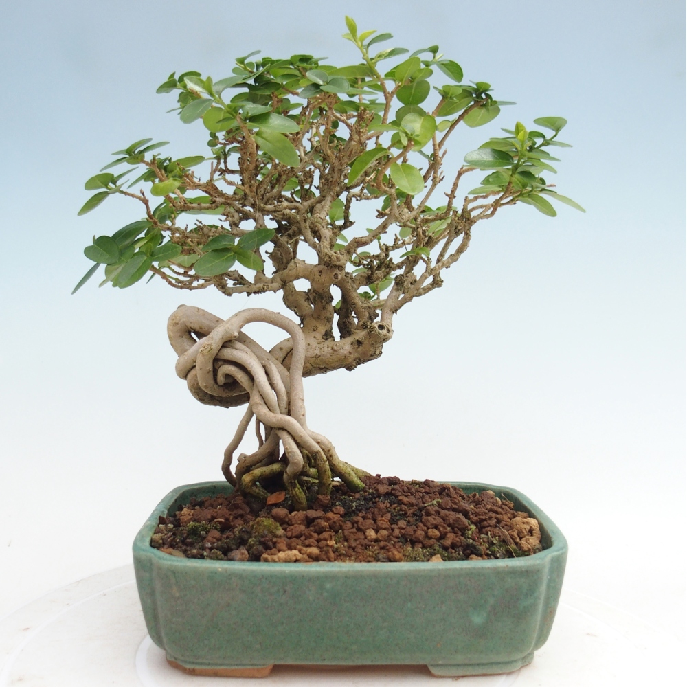 Beltéri bonsai - Premna serratifolia - Kozlovna malolista