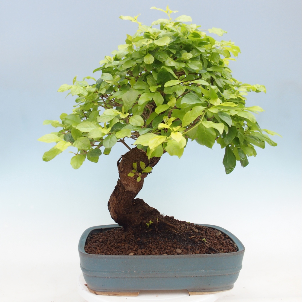 Szobai bonsai - Duranta erecta Aurea - CSAK SZEMÉLYES Begyűjtés vagy raklapos szállítás