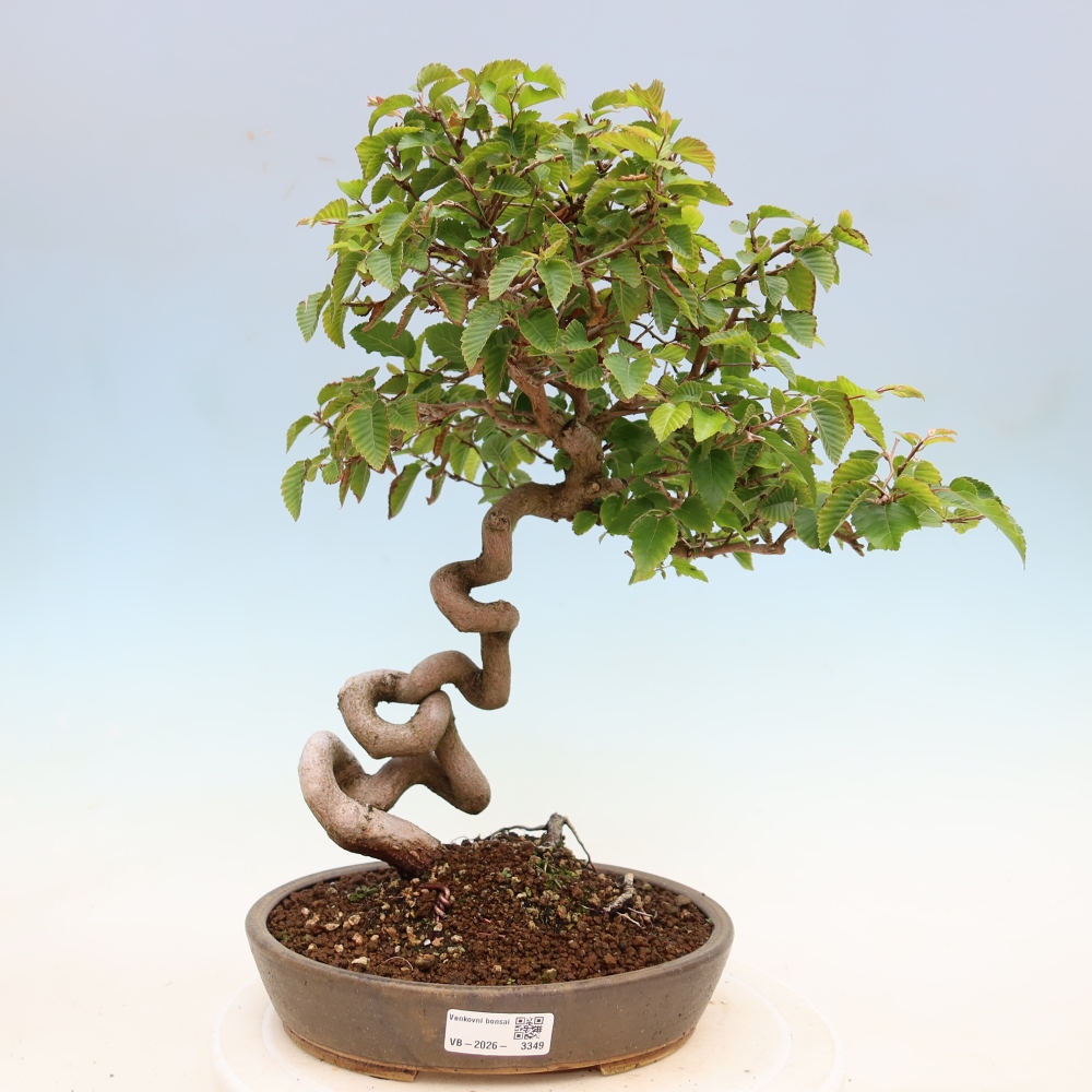 Kültéri bonsai -Carpinus Coreana - Koreai gyertyánfa