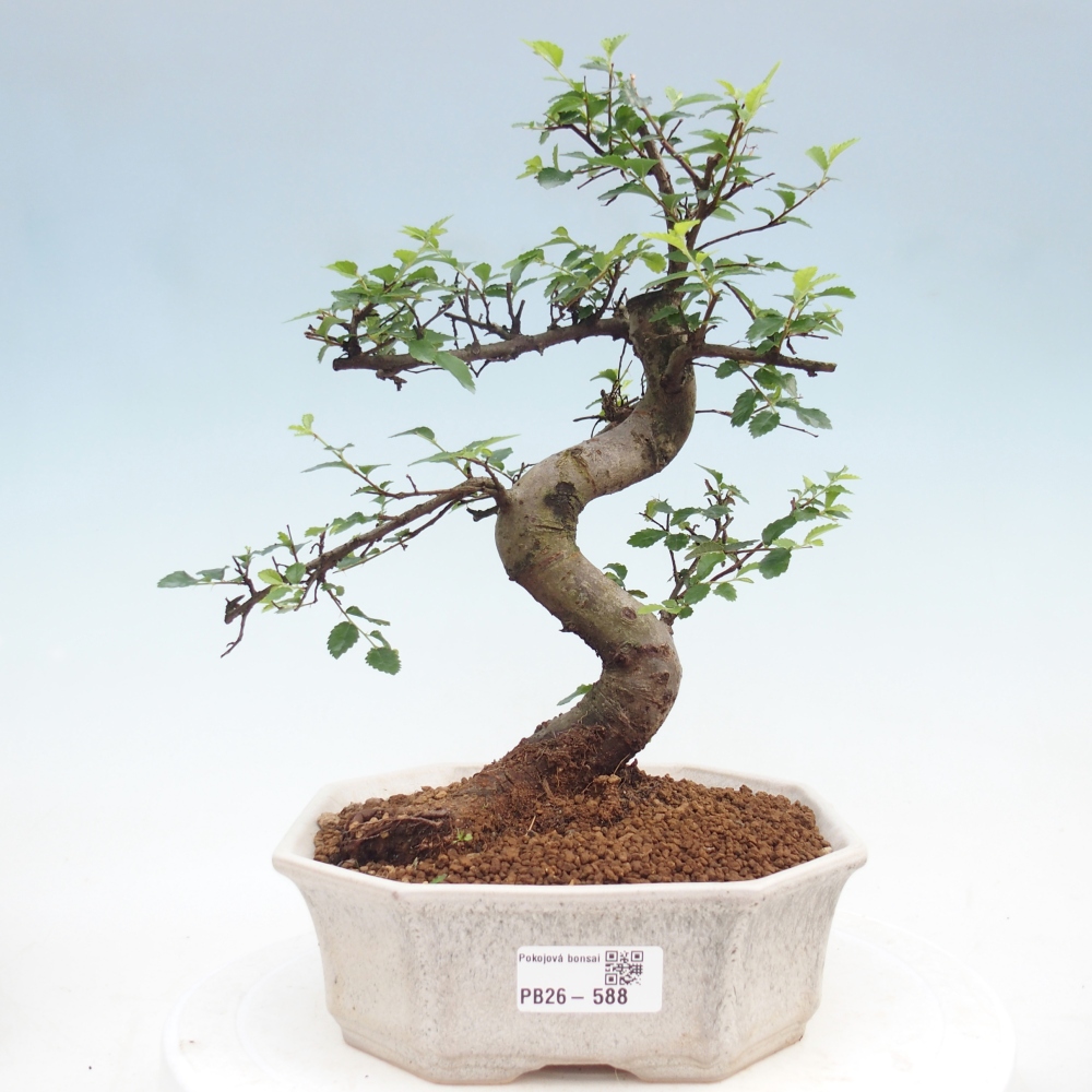 Szobai bonsai - Ulmus parvifolia - Kislevelű szilfa