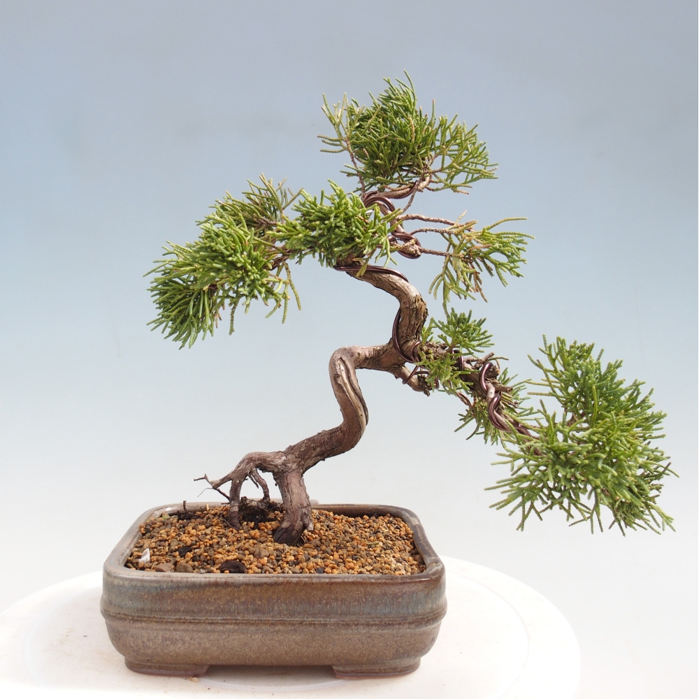 Kültéri bonsai - Juniperus chinensis Kishu
