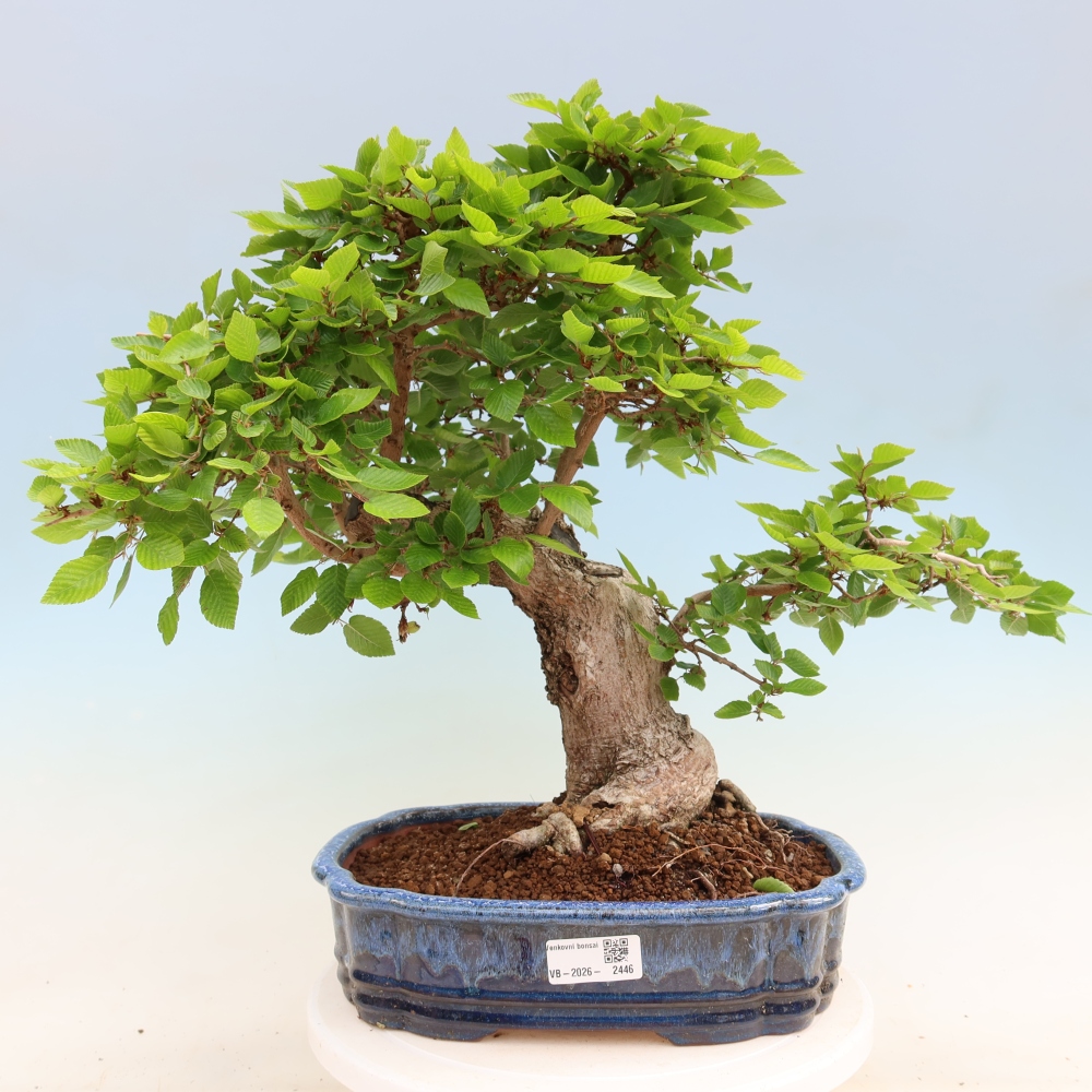 Kültéri bonsai -Carpinus Coreana - Koreai gyertyánfa