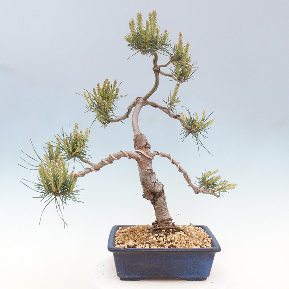 Kültéri bonsai - Pinus Sylvestris Watererri - erdeifenyő