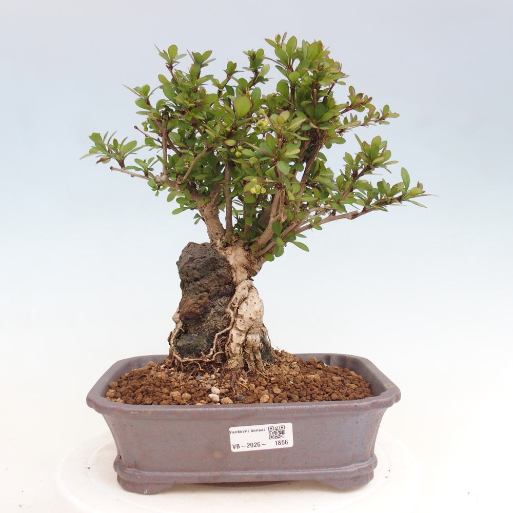 Kültéri bonsai - Berberis coreana