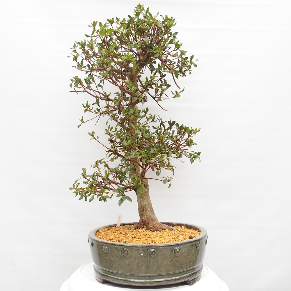 Kültéri bonsai - Japán azálea - Azálea kéz