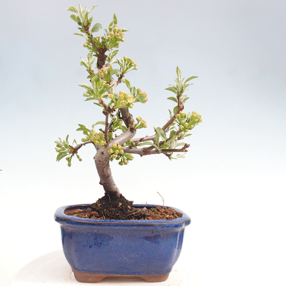 Kültéri bonsai - Malus sargentii - Kis gyümölcsű almafa
