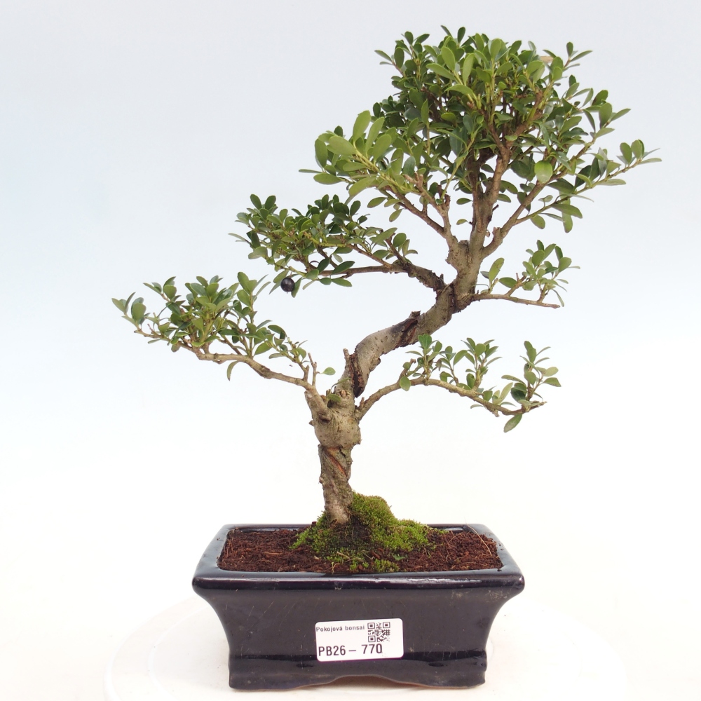 Szobai bonsai - Ilex crenata - Holly