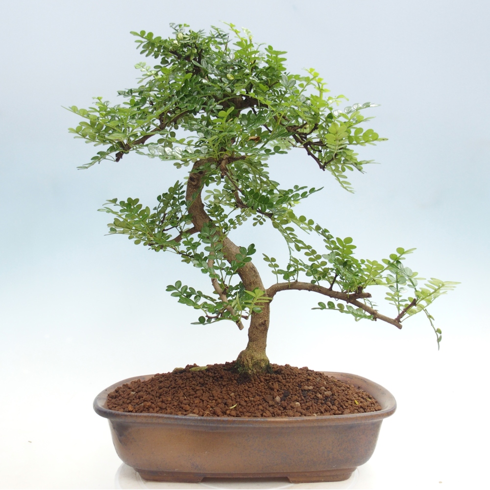 Szobai bonsai - Zantoxylum piperitum - borsfa