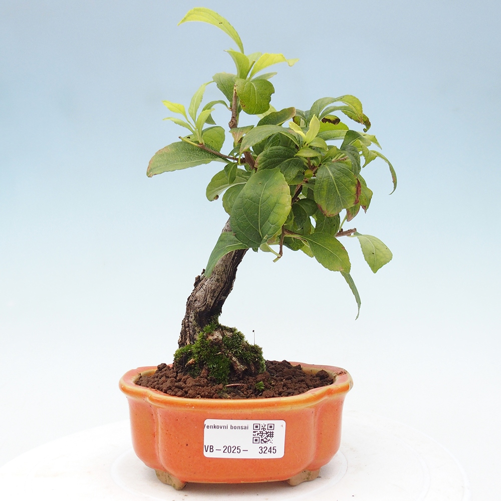 Kültéri bonsai - Celastrus orbiculatus