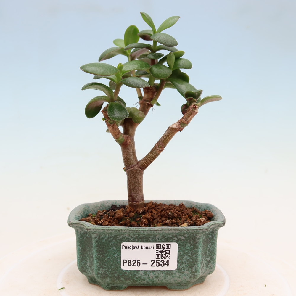 Szoba bonsai - Portulakaria Afra - Tlustice