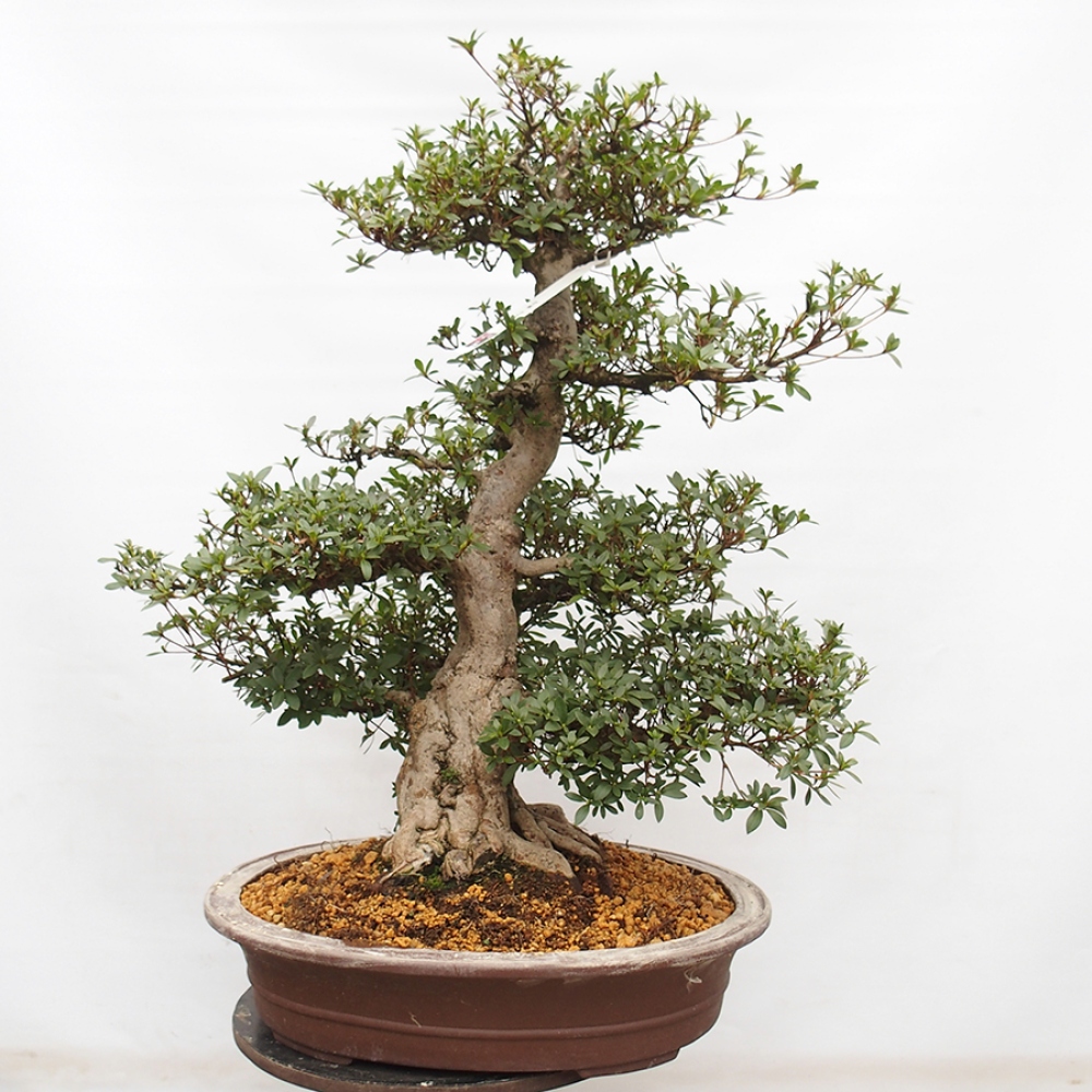 Kültéri bonsai - Japán azálea - Azalea Byakuren