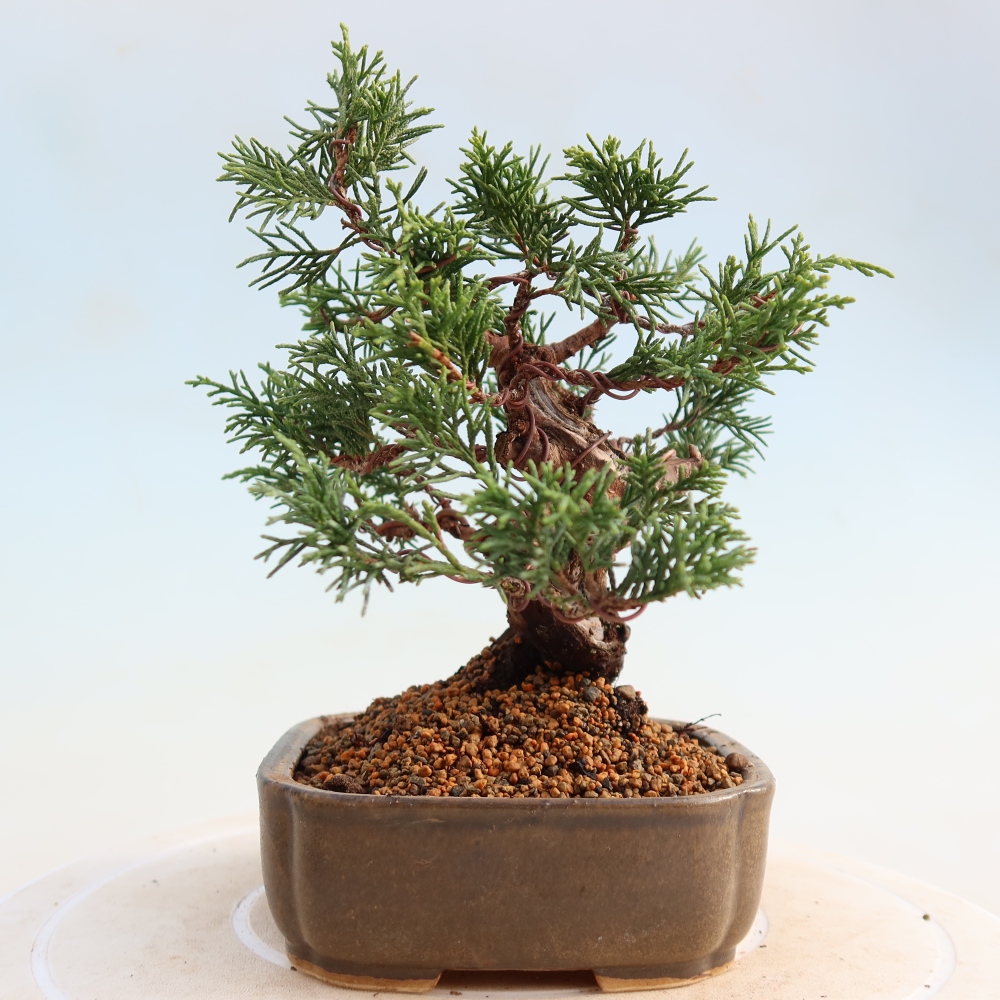 Kültéri bonsai - Juniperus chinensis Itoigawa