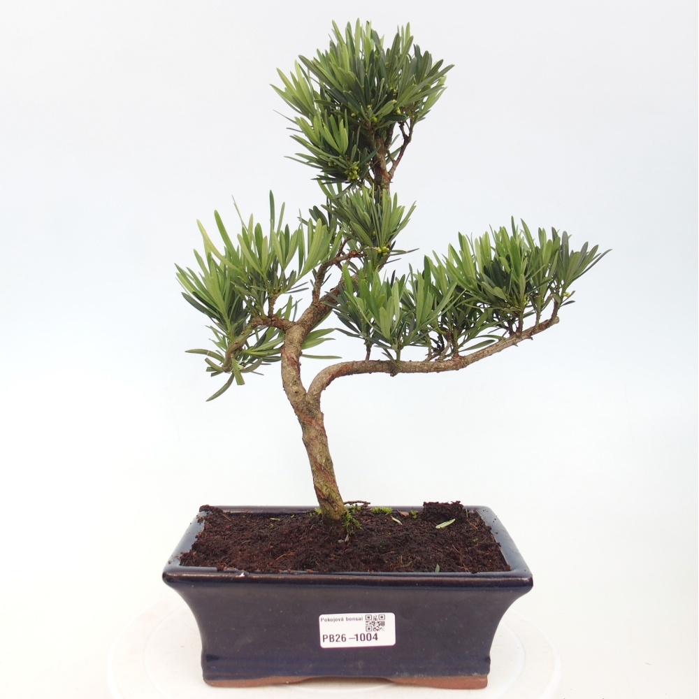 Szobai bonsai - Podocarpus - Kőtiszafa
