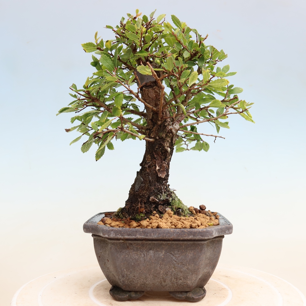 Kültéri bonsai - Zelkova - Zelkova NIRE