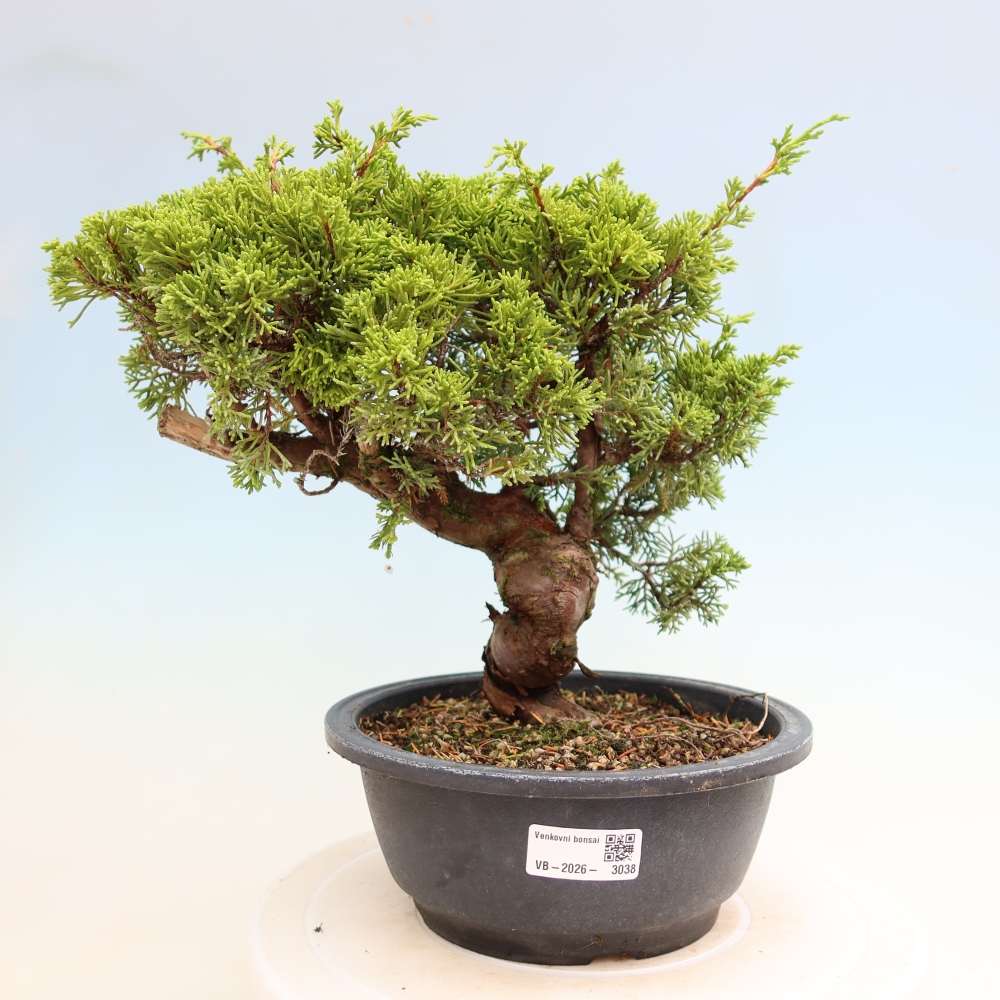 Kültéri bonsai - Juniperus chinensis Itoigawa-Juniperus chinensis