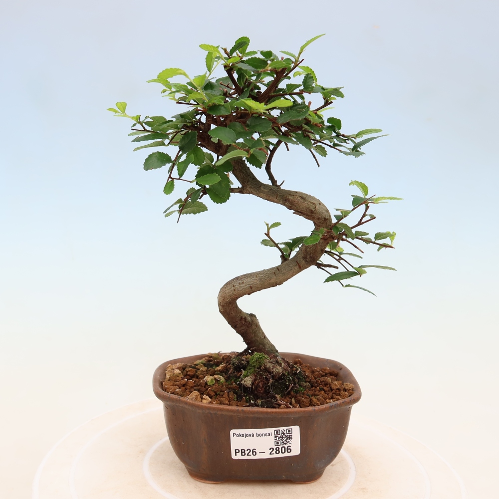 Szobai bonsai - Ulmus parvifolia - Kislevelű szilfa