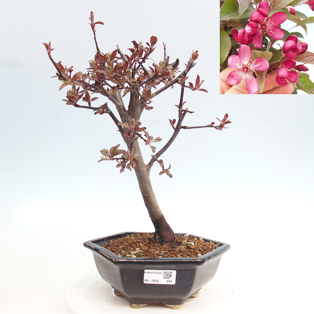 Kültéri bonsai -Malus domestica - Kis gyümölcsű piros levelű almafa