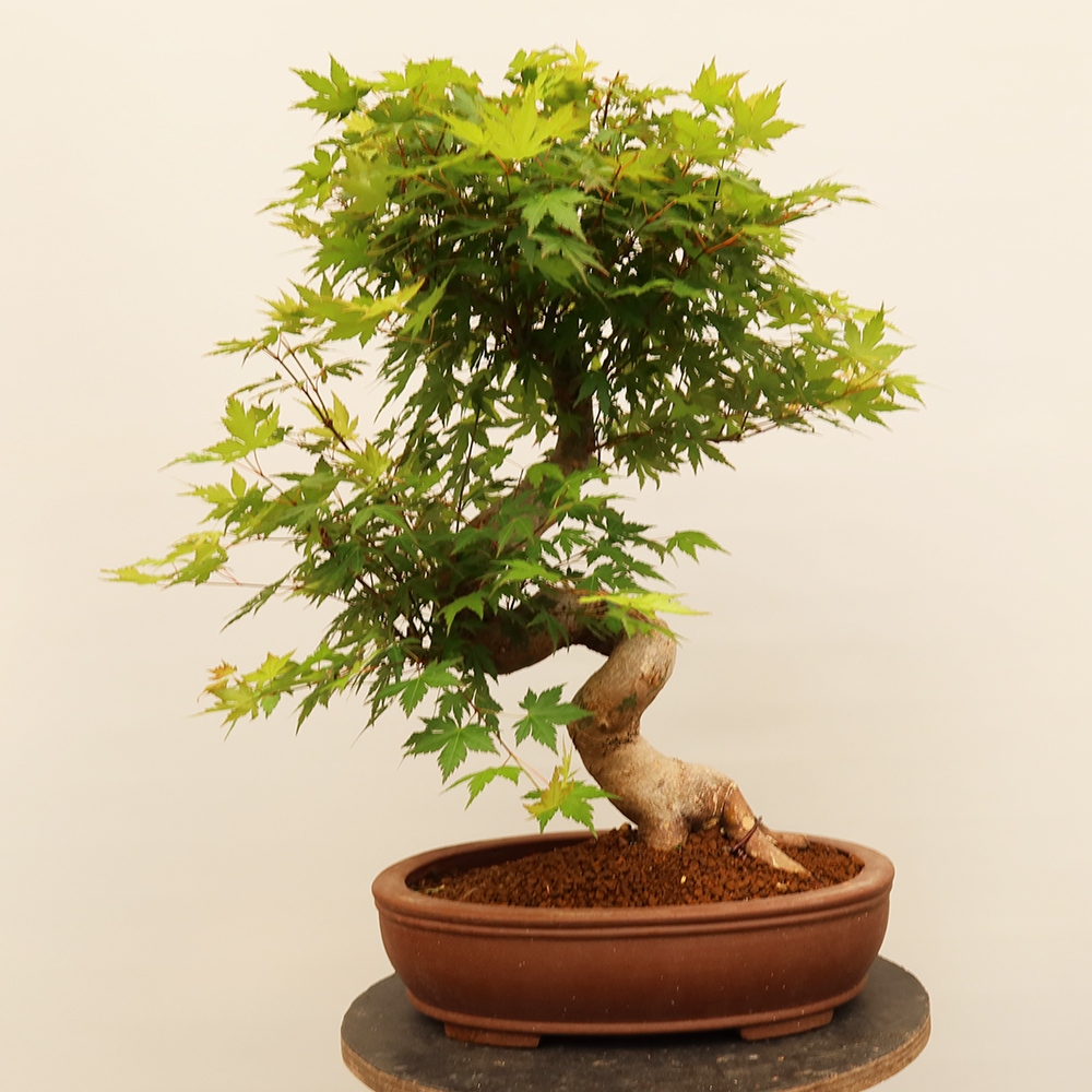 Kültéri bonsai - Maple palmatum - Pálmák