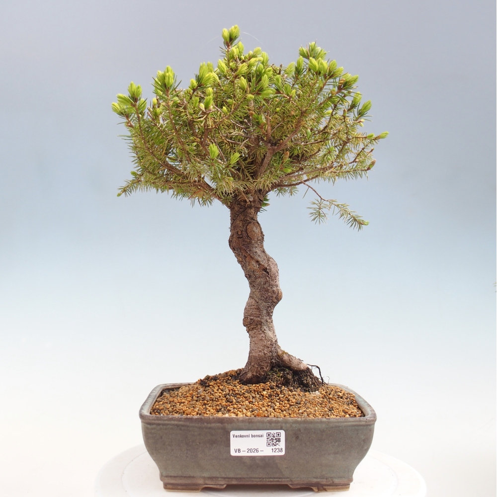 Kültéri bonsai - lucfenyő - Picea glauca globe