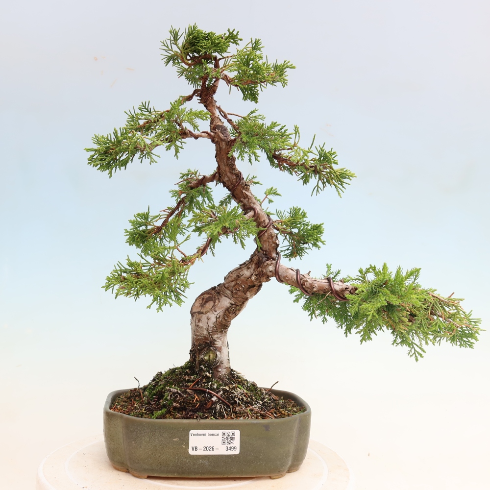 Kültéri bonsai - Juniperus chinensis Itoigawa-Juniperus chinensis