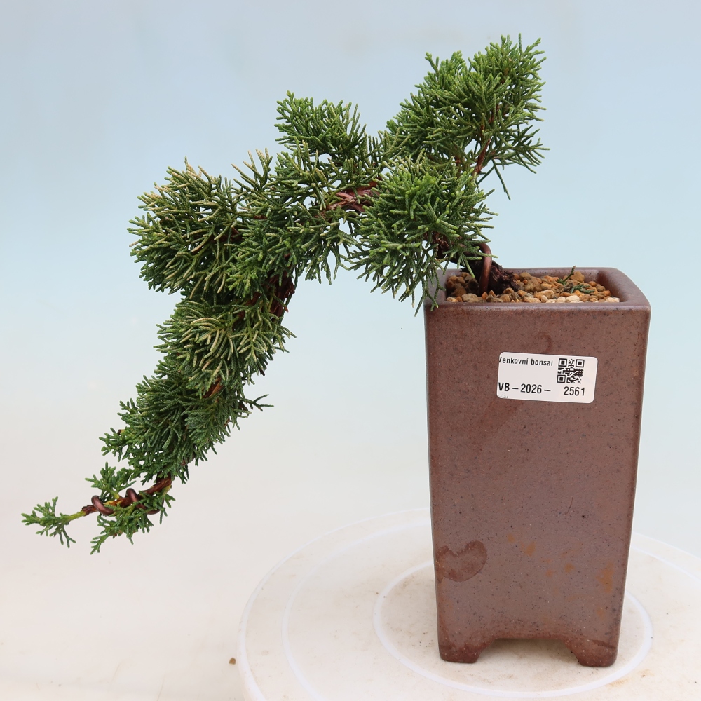 Kültéri bonsai - Juniperus chinensis Kishu