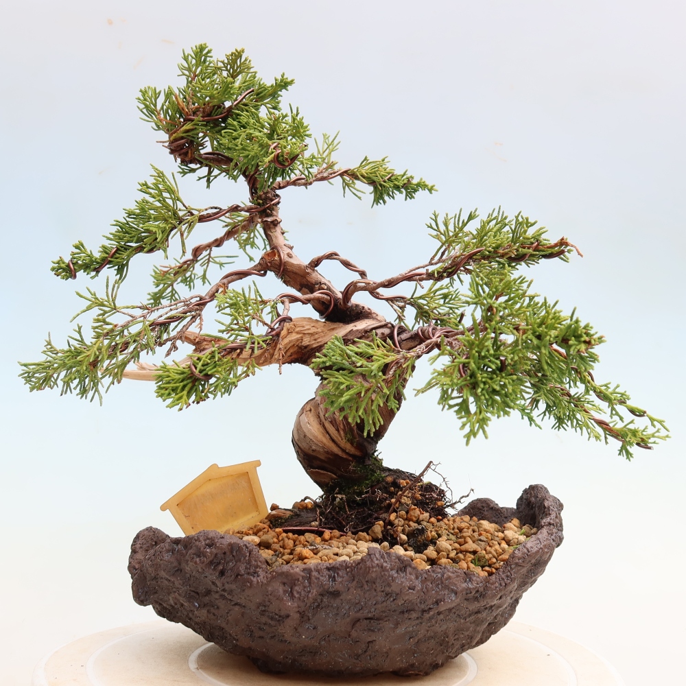 Kültéri bonsai - Juniperus chinensis Itoigawa-Juniperus chinensis