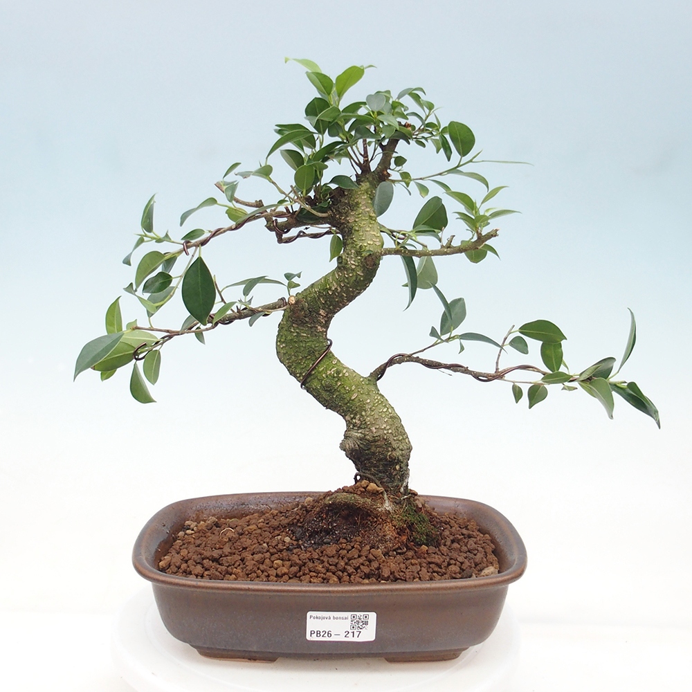 Szobai bonsai - Ficus retusa - kislevelű fikusz