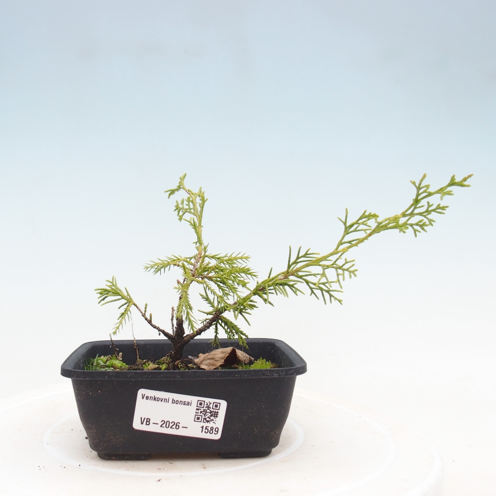 Kültéri bonsai - Juniperus chinensis Itoigawa