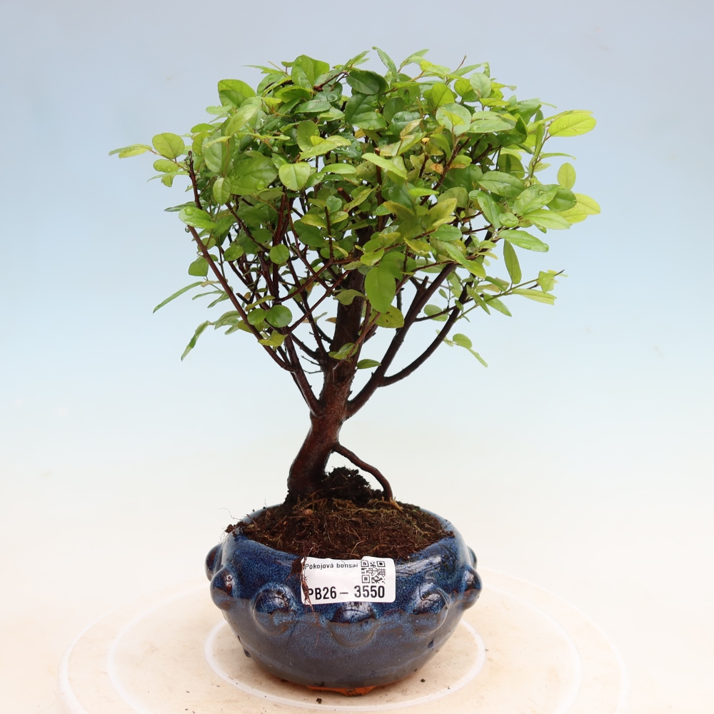 Szobai bonsai - Sageretia thea - Sageretia thea