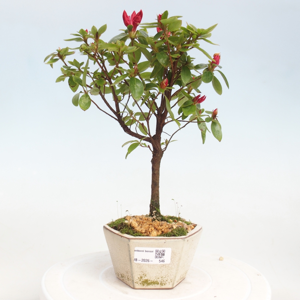 Kültéri bonsai - japán azálea - Azalea sp.