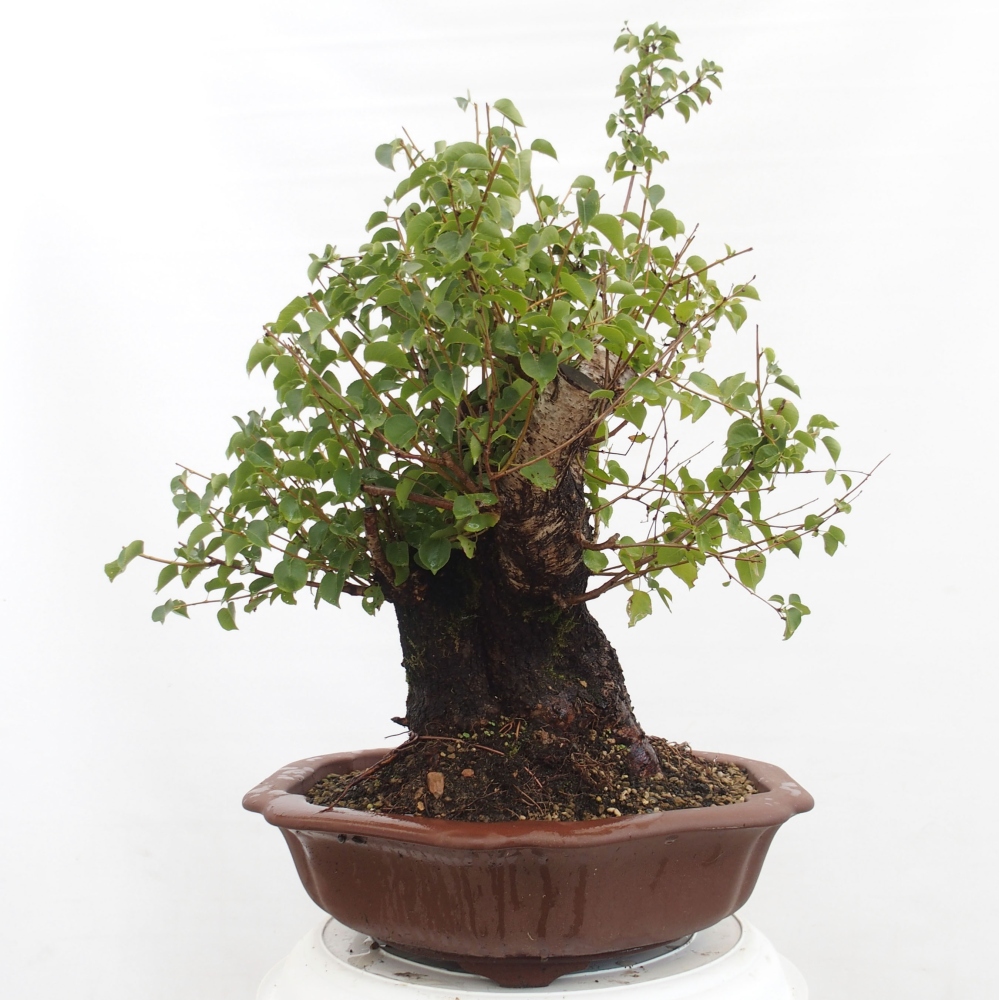 Kültéri bonsai - Mahalebka - Prunus mahaleb - Prunus mahaleb