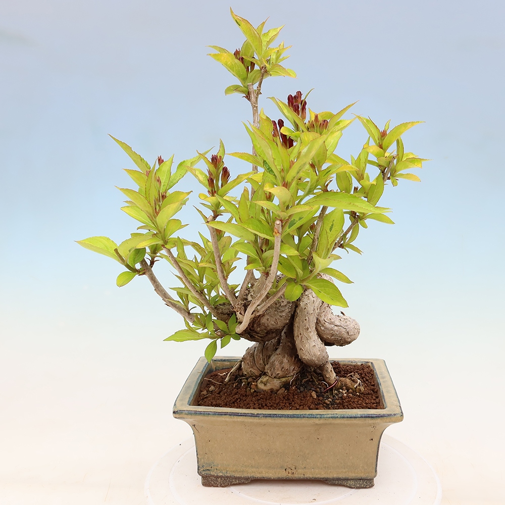 Kültéri bonsai – Weigela subsessilis – Koreai vajgélia