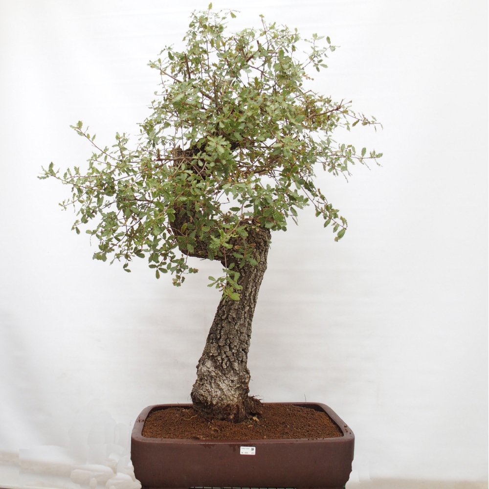 Yamadori - Quercus Ilex - Tölgy magyal