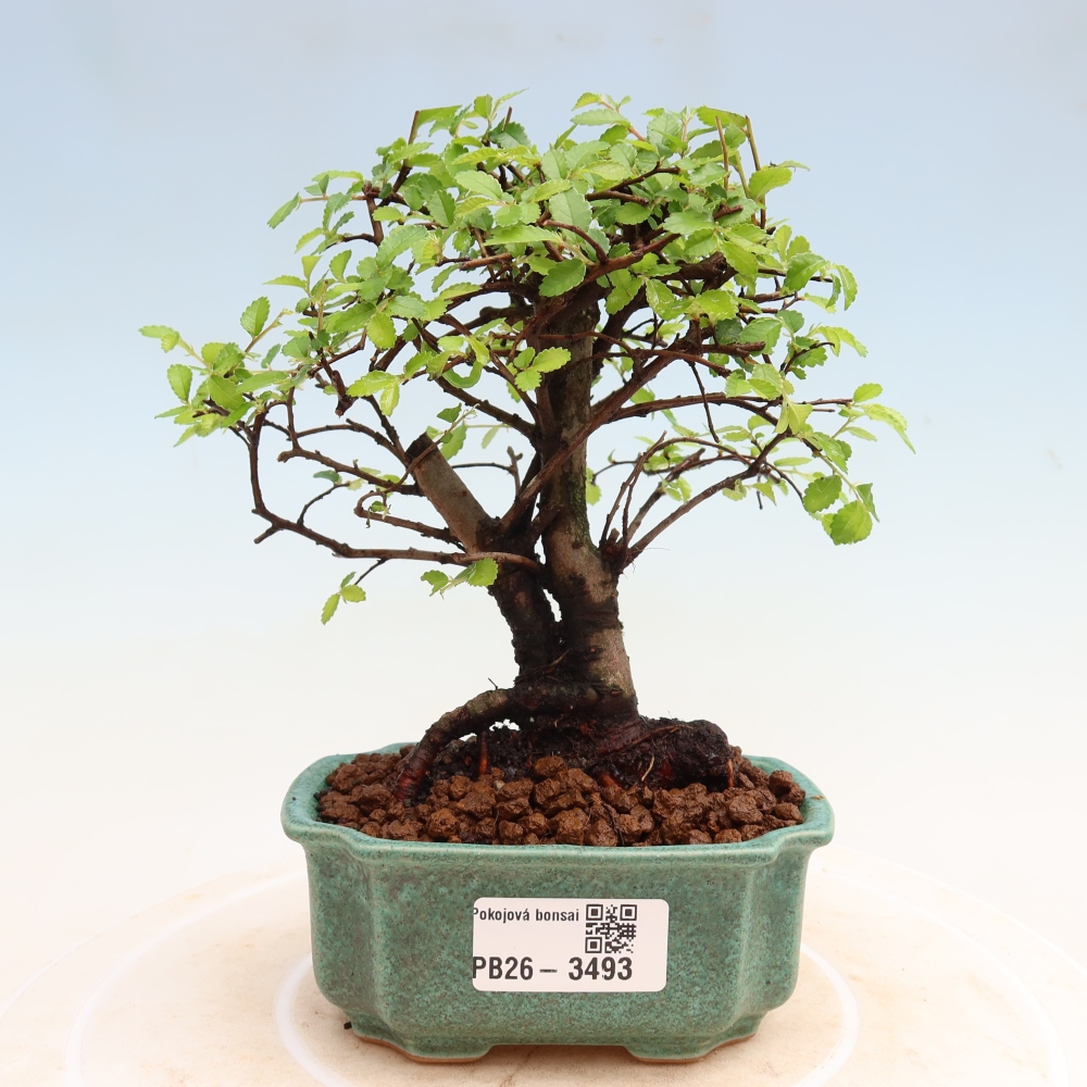 Szobai bonsai - Ulmus parvifolia - Kislevelű szilfa