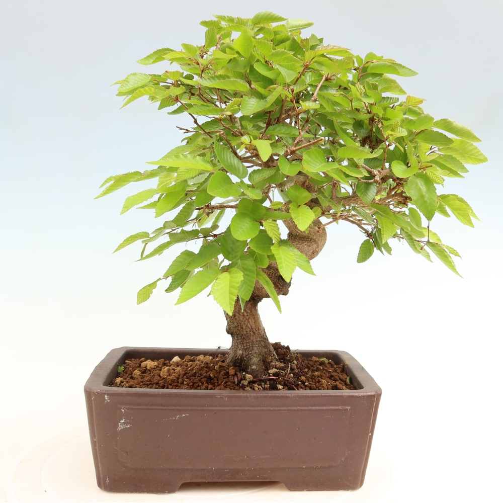 Kültéri bonsai -Carpinus Coreana - Koreai gyertyánfa