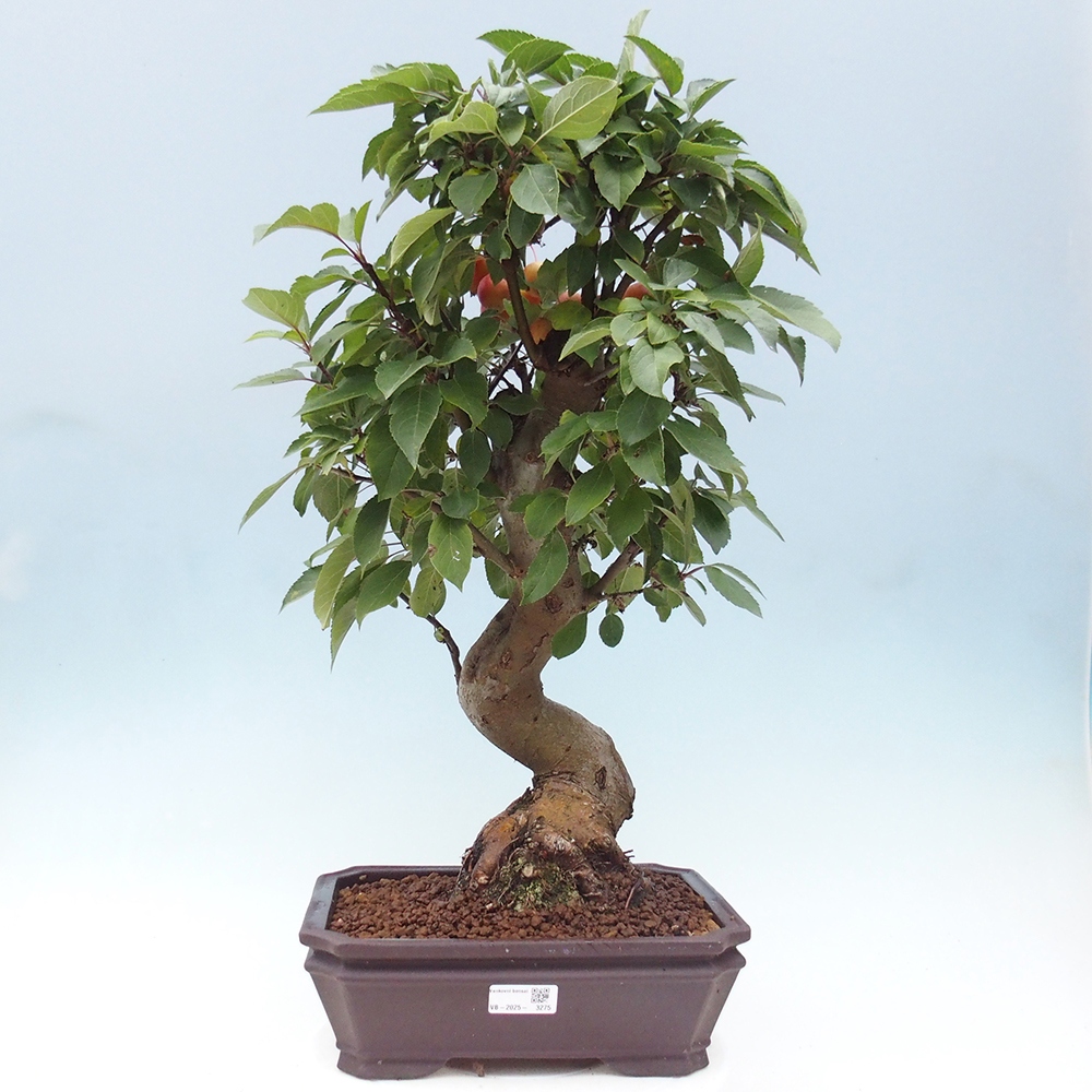 Kültéri bonsai -Malus halliana - Kis gyümölcsű almafa