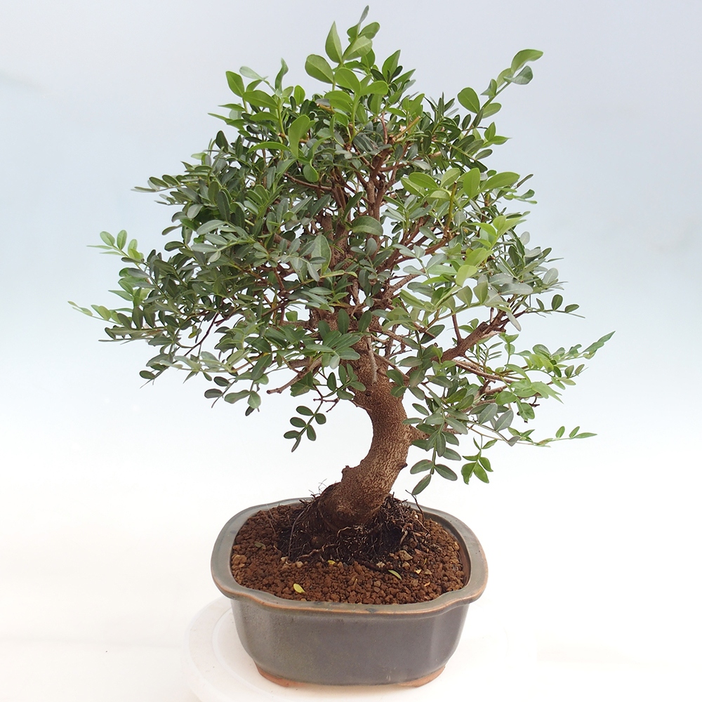 Szoba bonsai - Pisztácia