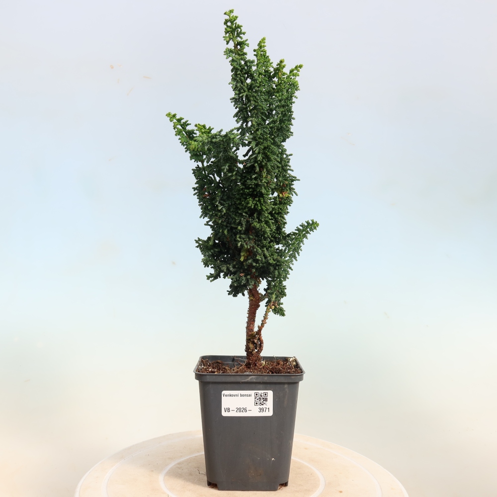 Kültéri bonsai - Cham. obtusa SEKKA HINOKI - Cifra ciprus