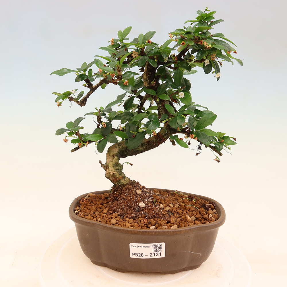 Szobai bonsai - Carmona macrophylla - Tea fuki