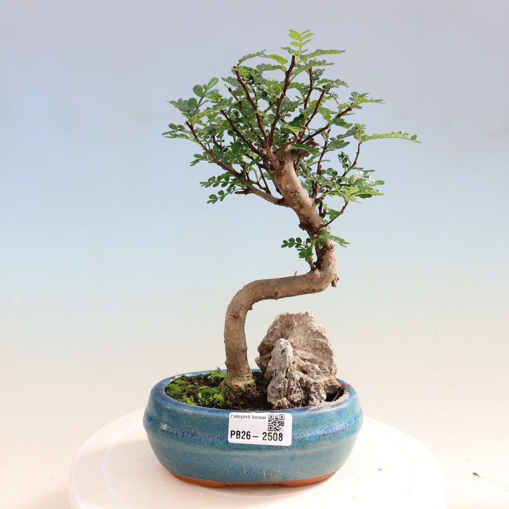 Szobai bonsai - Zantoxylum piperitum - borsfa