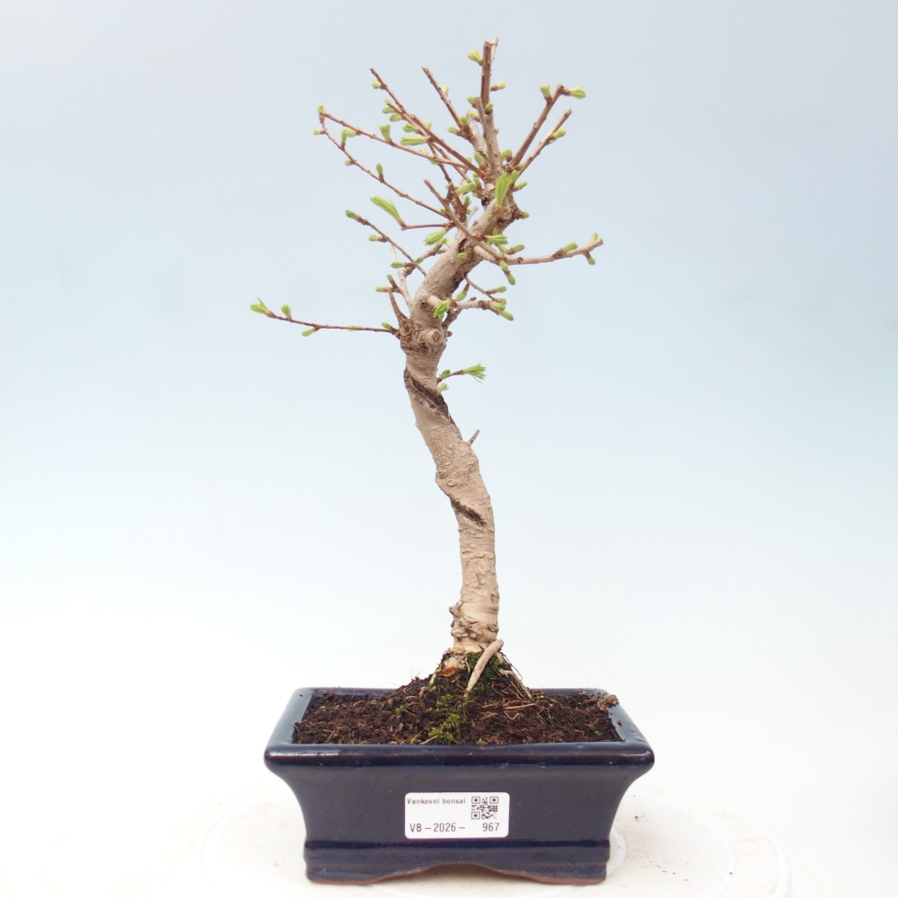 Kültéri bonsai -Pseudolarix amabis-Pseudolarix amabis-Pseudolarix amabis