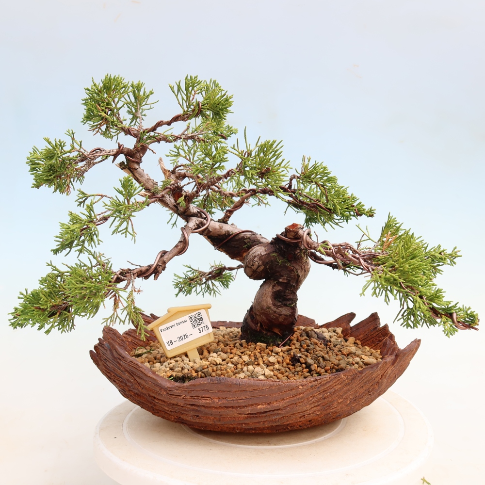 Kültéri bonsai - Juniperus chinensis Itoigawa-Juniperus chinensis