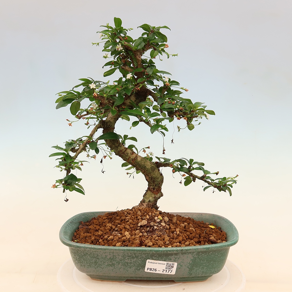 Szobai bonsai - Carmona macrophylla - Tea fuki