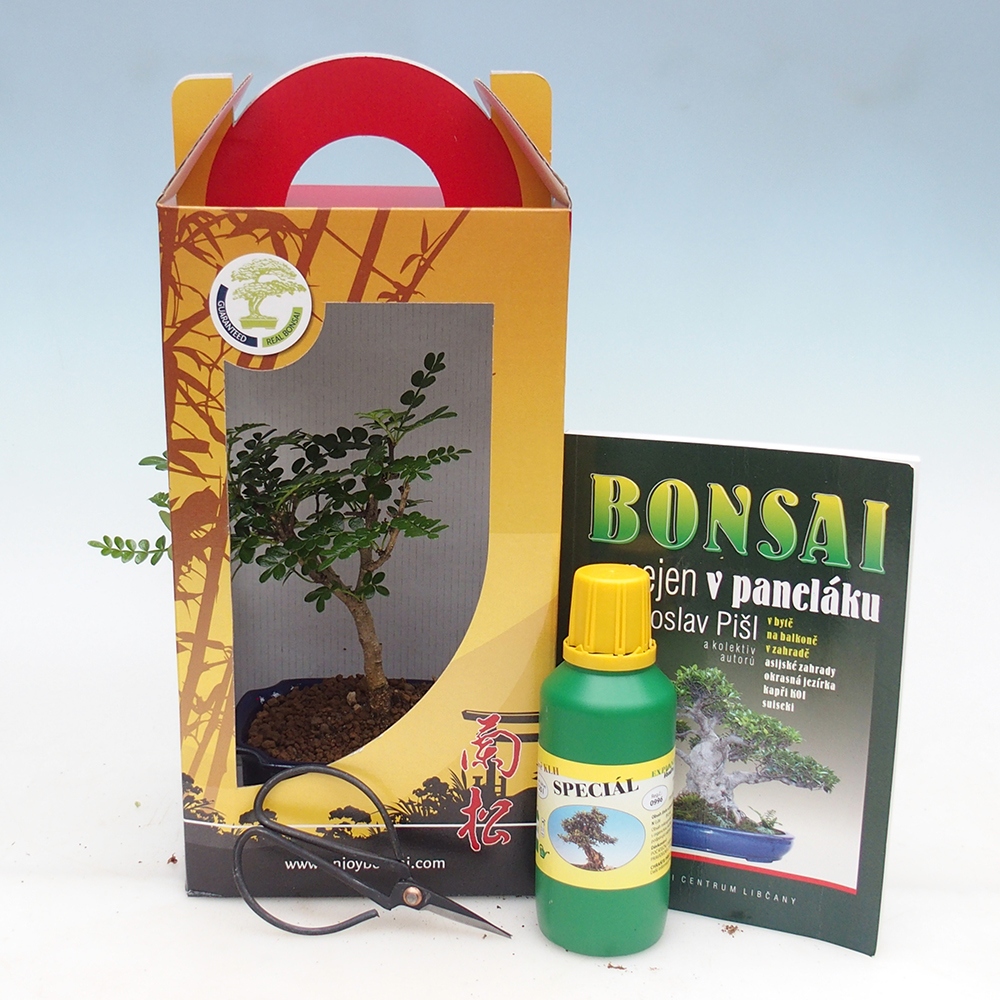Szobai bonsai díszdobozban Zantoxylum piperitum - Borsfa