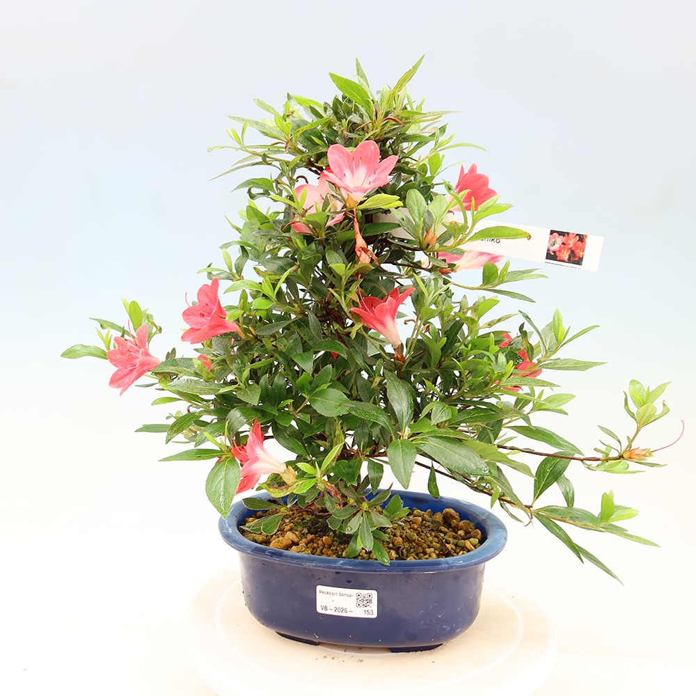 Kültéri bonsai - Japán azálea - Azalea Beniko