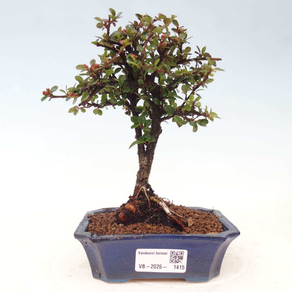 Kültéri bonsai - Cotoneaster horizontalis - Rocky Mountain