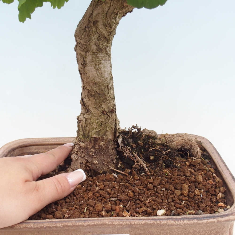 Kültéri bonsai - Ginkgo biloba - Ginkgo biloba