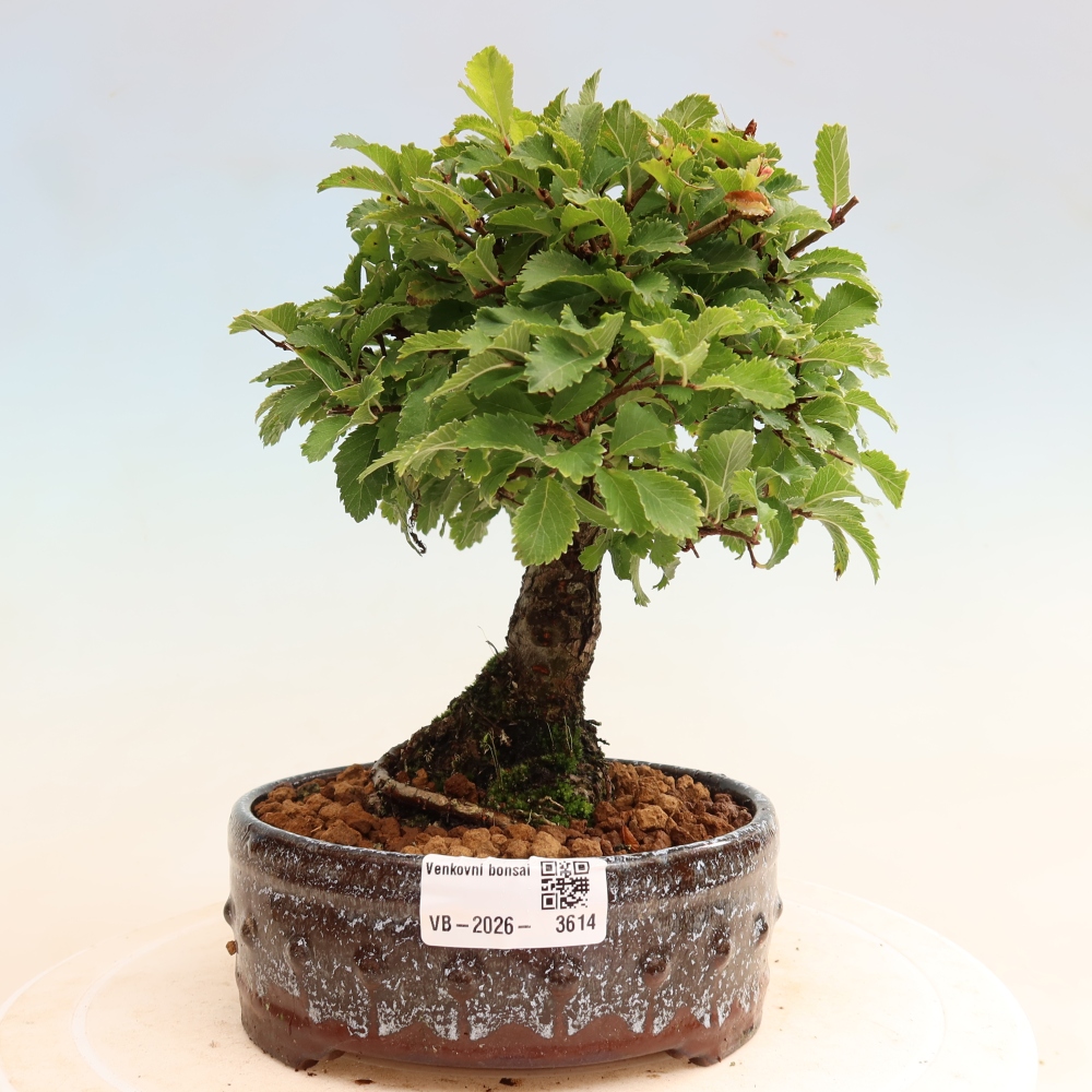 Kültéri bonsai - Zelkova - Zelkova NIRE