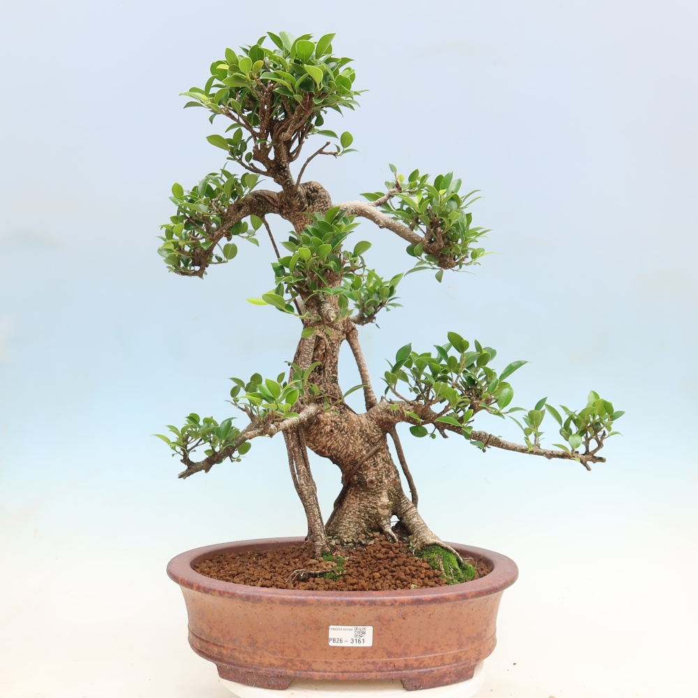 Szobai bonsai - Ficus kimmen - kislevelű fikusz