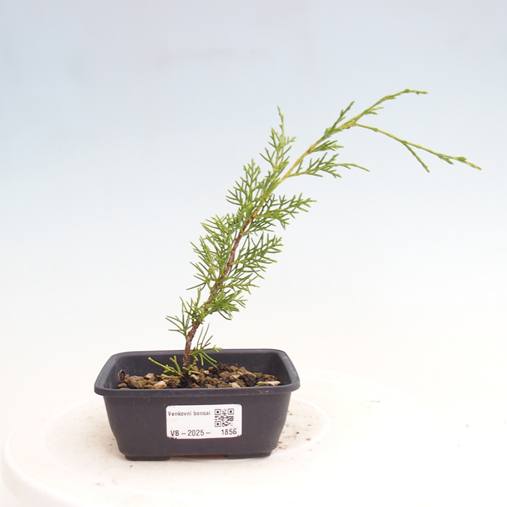 Kültéri bonsai - Juniperus chinensis Itoigawa